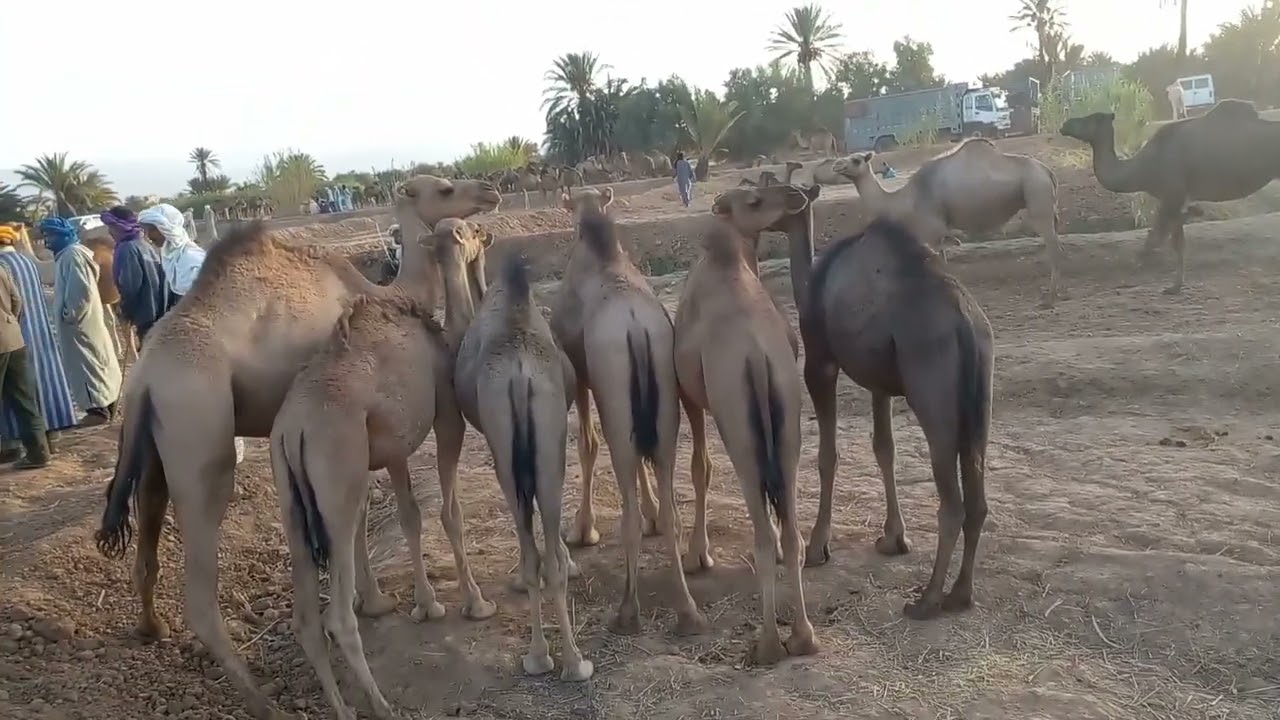 14 يوليوز 2022  شوف اجواء جمل في موسم تنغير صحراء فرجة ممتعة