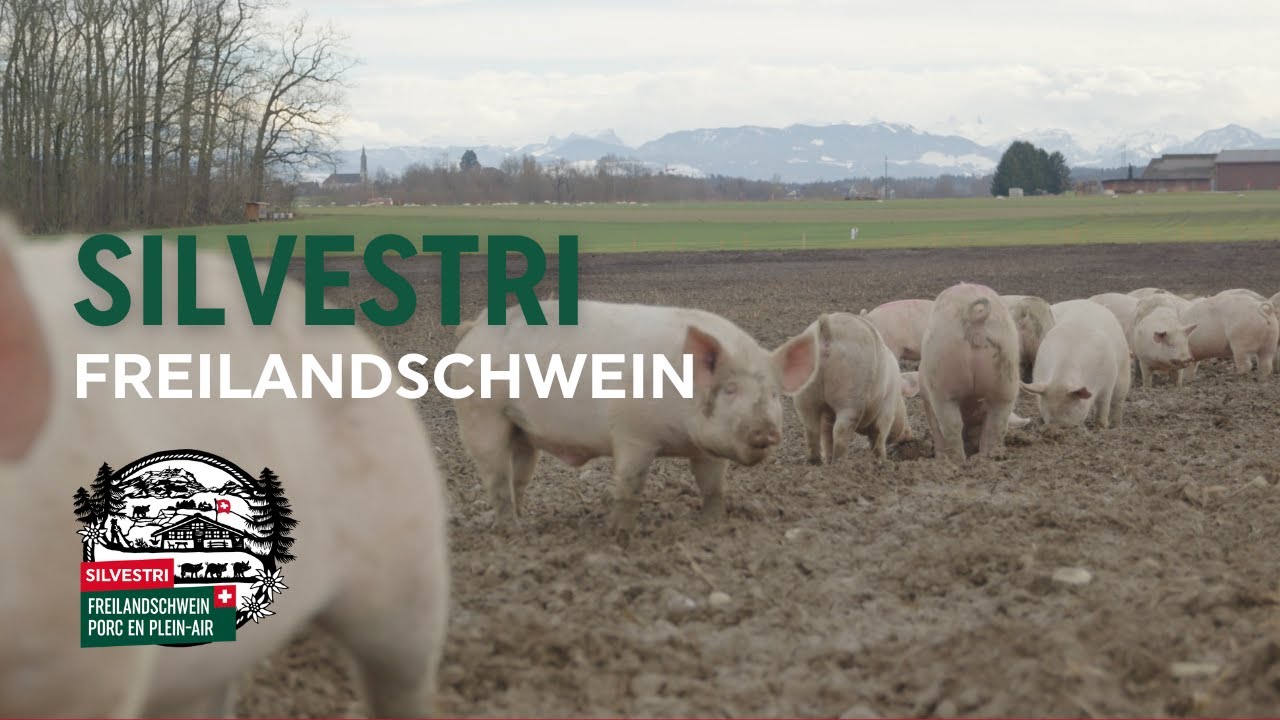 Silvestri Freilandschwein
