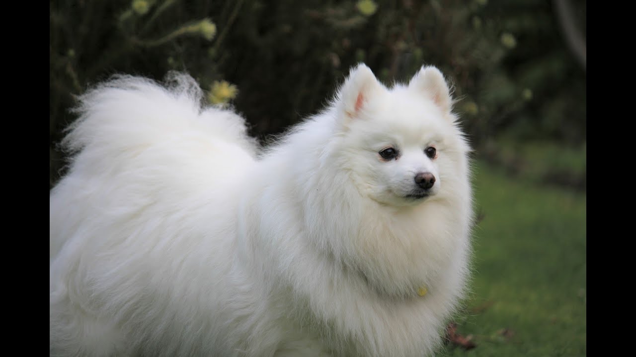 Just A Cute Little Fluffy White Dog