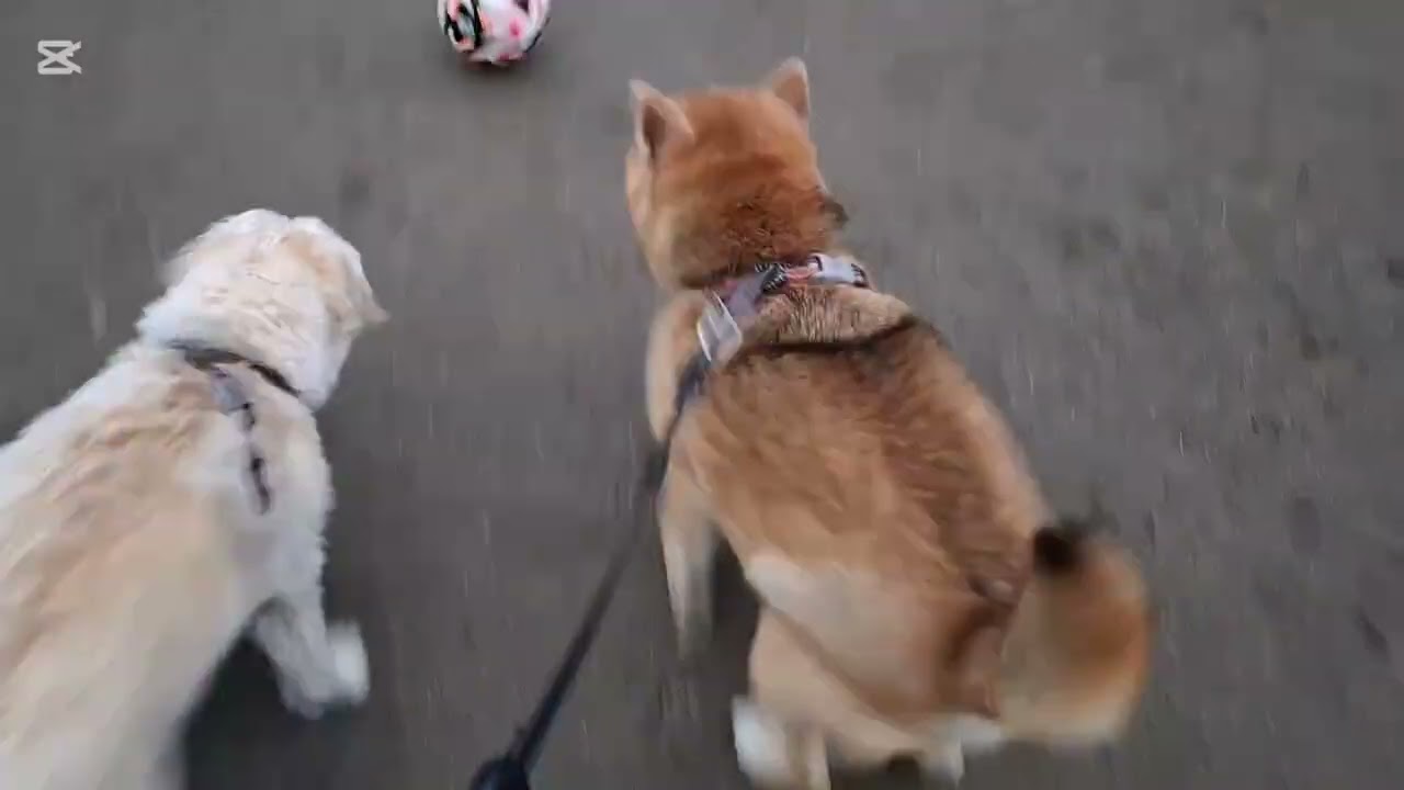 平常運転と言えども娘たちの機嫌を上げるには〜🤔🤔🤔#柴犬#柴プー#可愛い犬