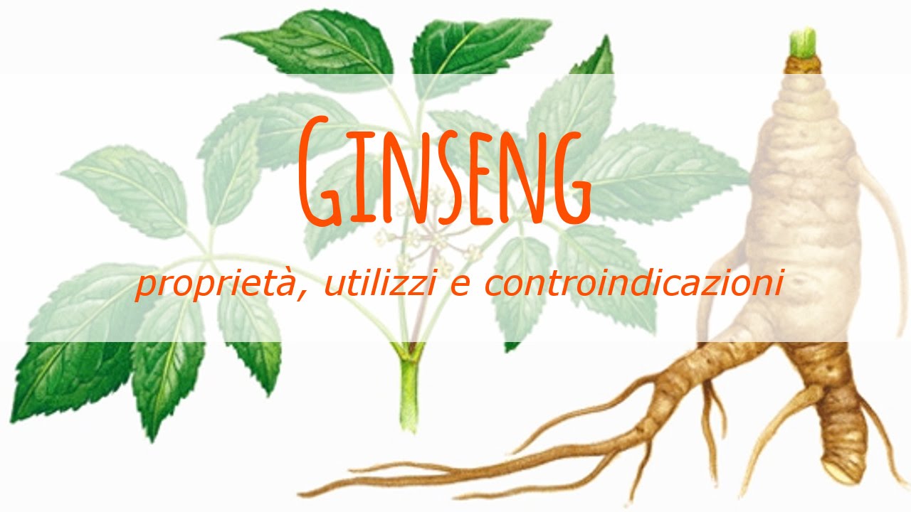 Ginseng: proprietà, utilizzi e controindicazioni