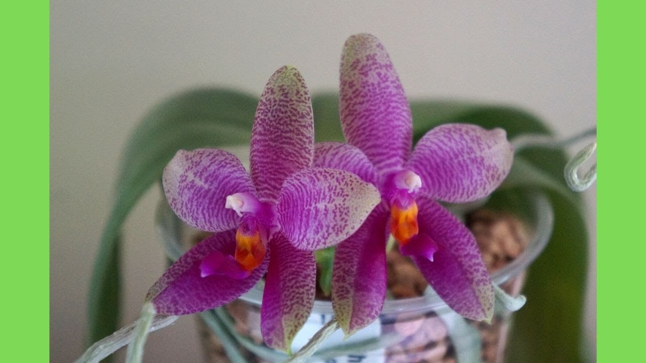 Orchid - Phal Gigabell (gigantea x bellina) has Charming Pattern & Fragrance | Orchid Care Tips
