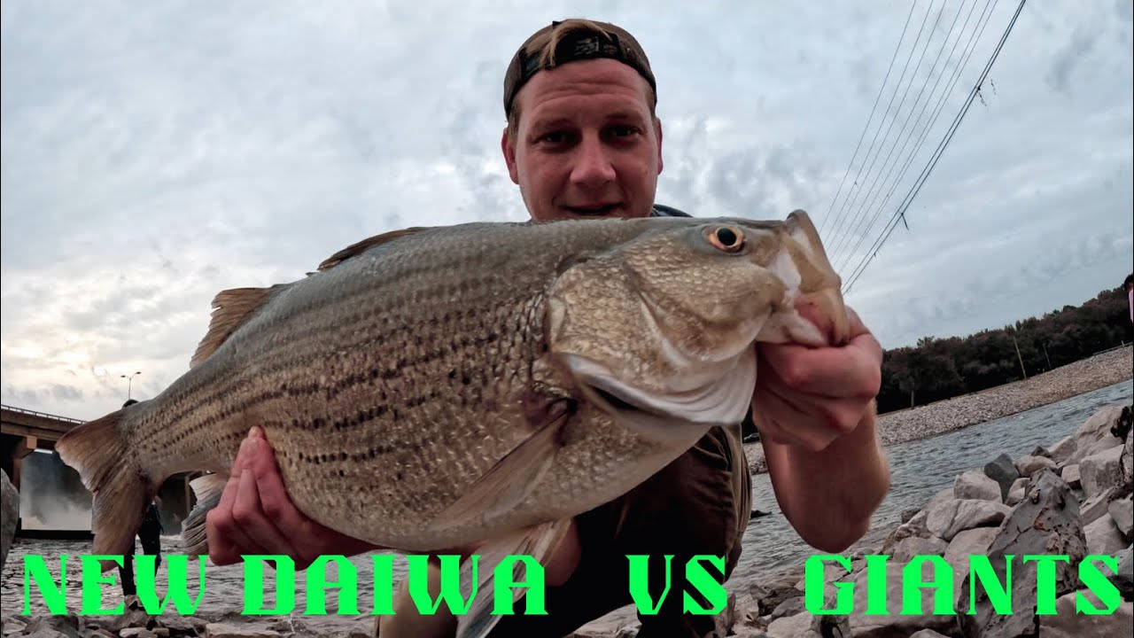 STRONGEST FRESHWATER FISH  vs  NEW DAIWA CERTATE ! River Spillway Fishing for FREAK FISH!
