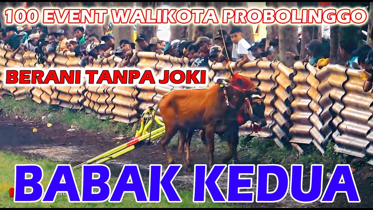 BABAK KEDUA KERAPAN SAPI 100 EVENT WALIKOTA PROBOLINGGO 2025