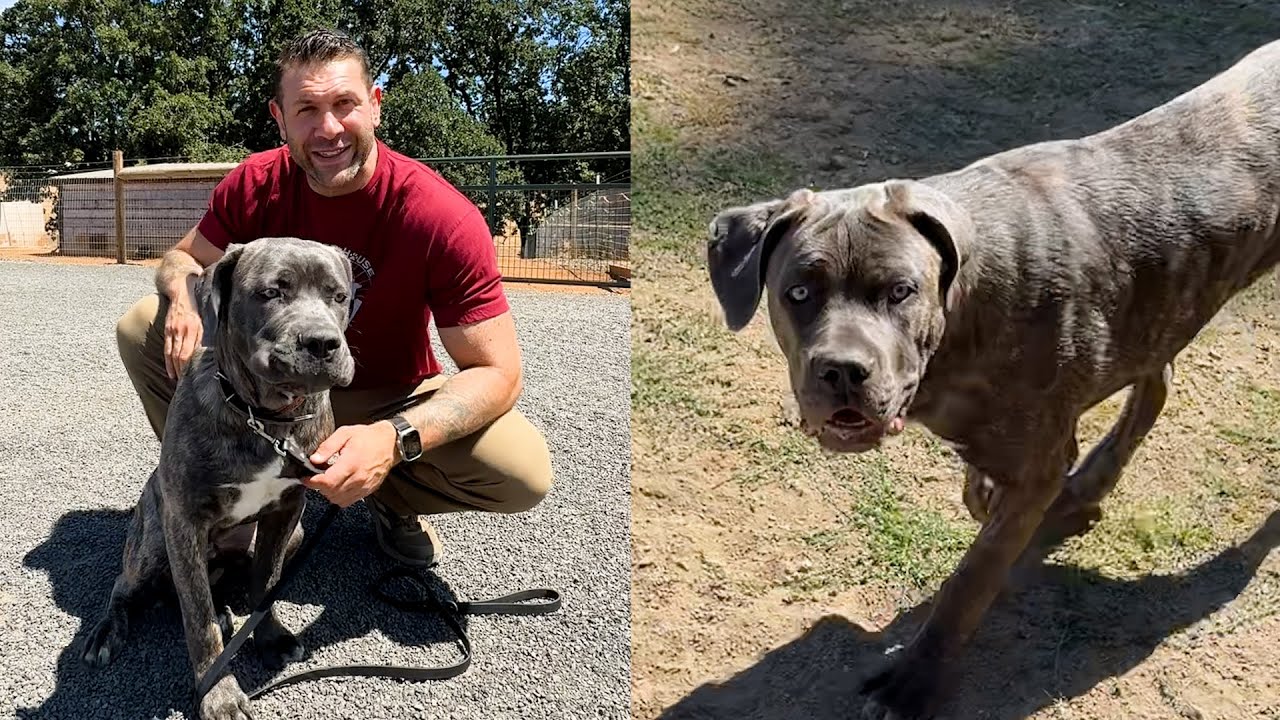 Tank fell out of the bed of a truck and his owner didn't want to pay for the surgery | Lee Asher