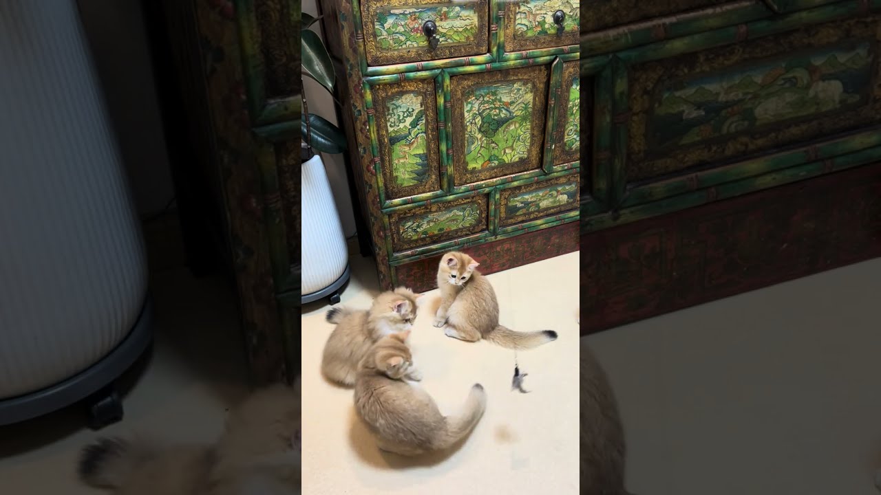The Kitten and the Feather