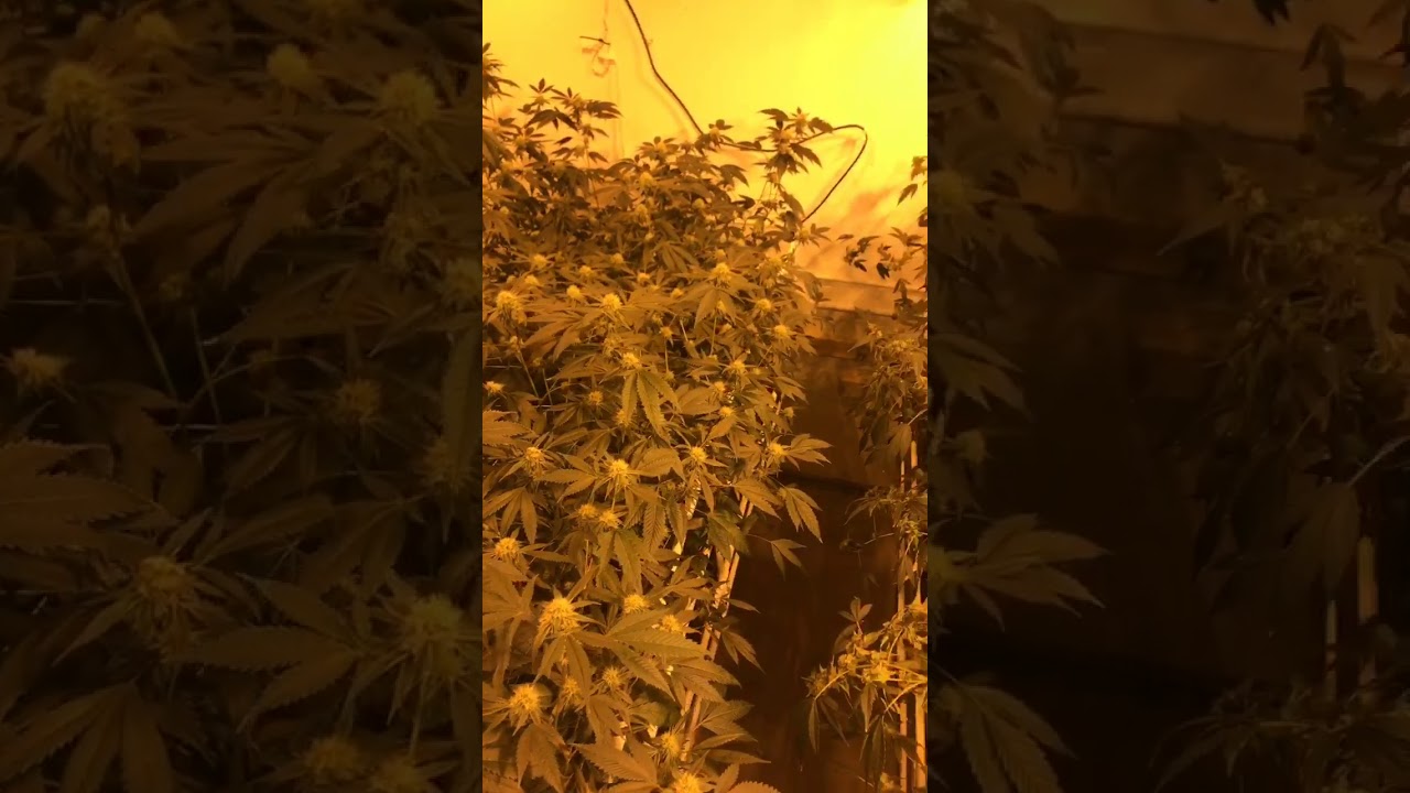 Indoor American Grown Exotic Hemp Flower by Hemp Science Co.