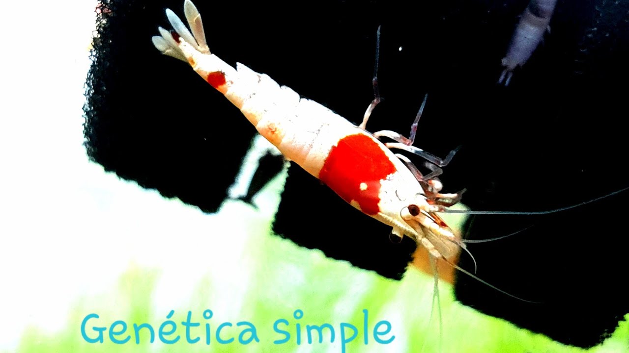 Genetica caridinas / crs, cbs, prl, pwl... / Capitulo 1