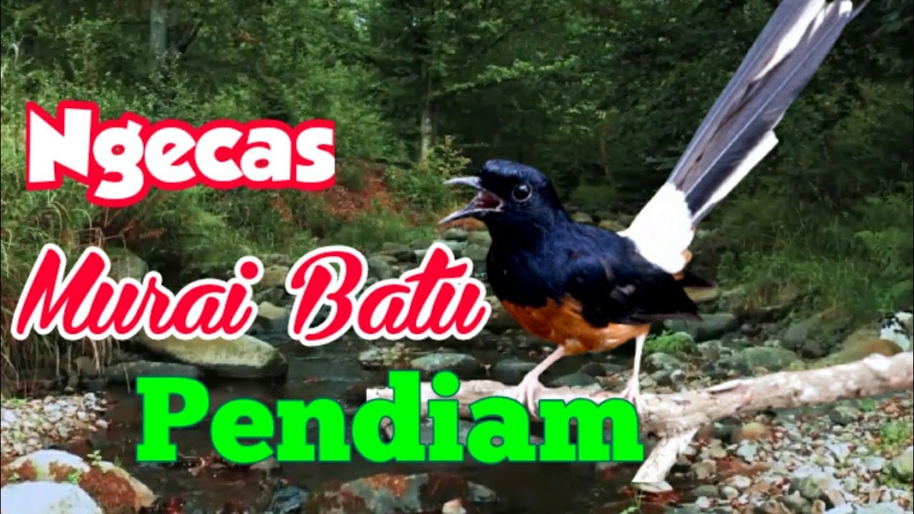 pancingam suara kicau murai batu, terapi masteran murai batu malas stres otomatis menirukan