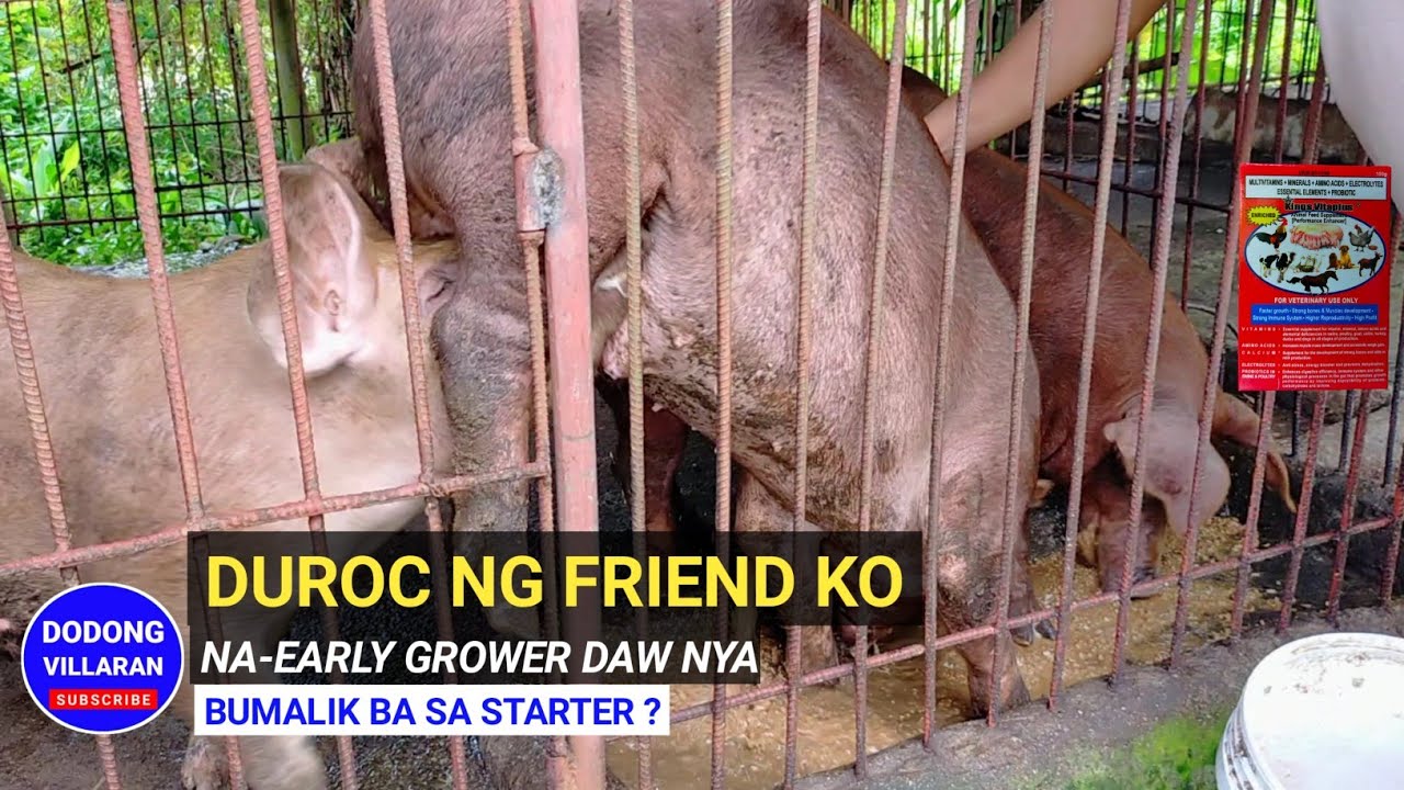 DUROC PIGS NG FRIEND KO NA-EARLY GROWER DAW NYA / Bumalik ba sa STARTER / Vlog 209