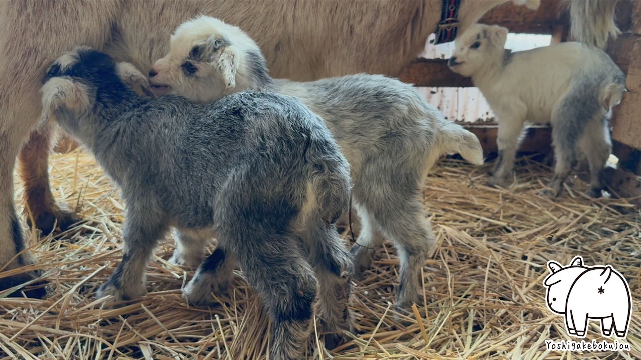 初の三つ子の赤ちゃんヤギ誕生　2025年2月20日　手作りヤギ牧場 吉がけ牧場  #animals