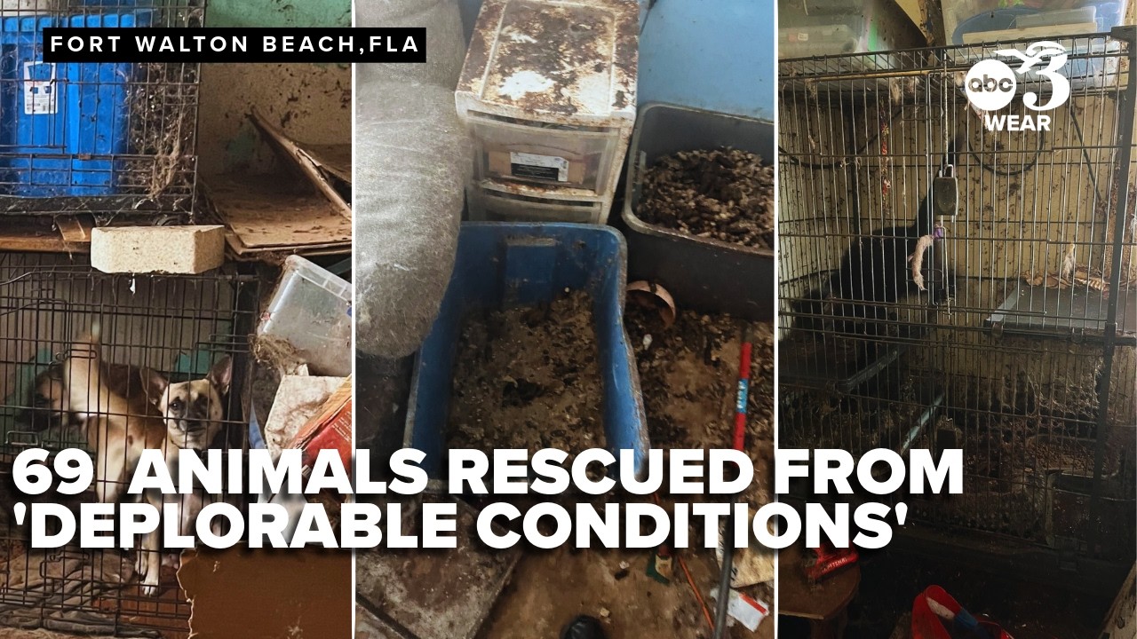 69 animals living in 'deplorable conditions' rescued from Northwest Florida home