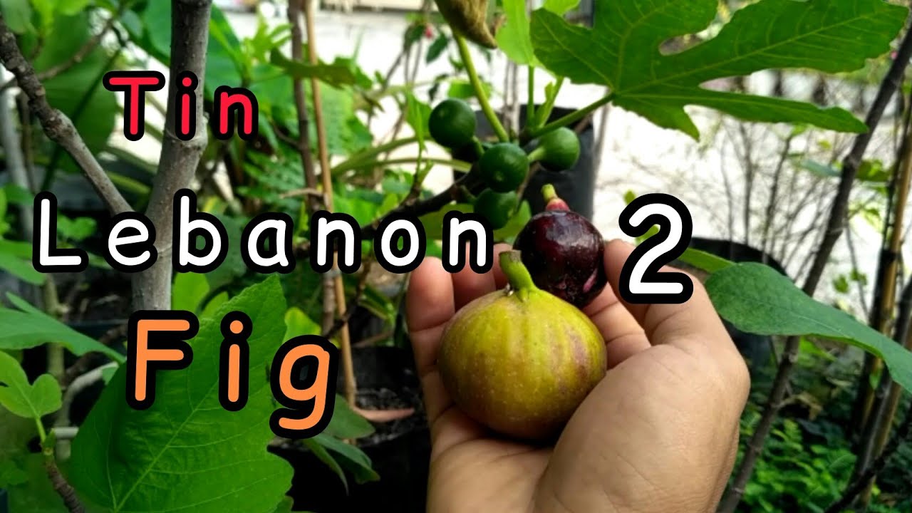 buah tin jenis Lebanon 2 || Lebanon 2 fig