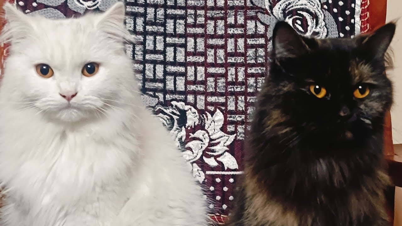 Cat's in house live