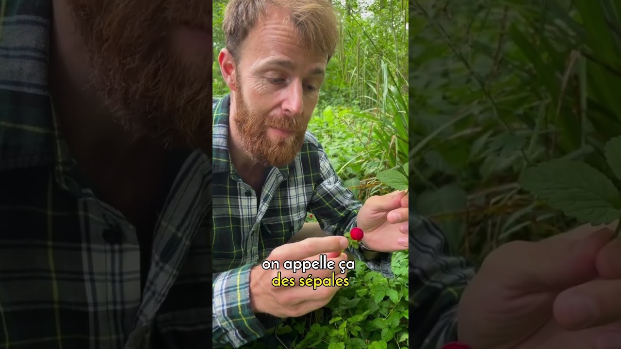 Fraises des Indes ou fraises des bois ? &Agrave; ne pas confondre !