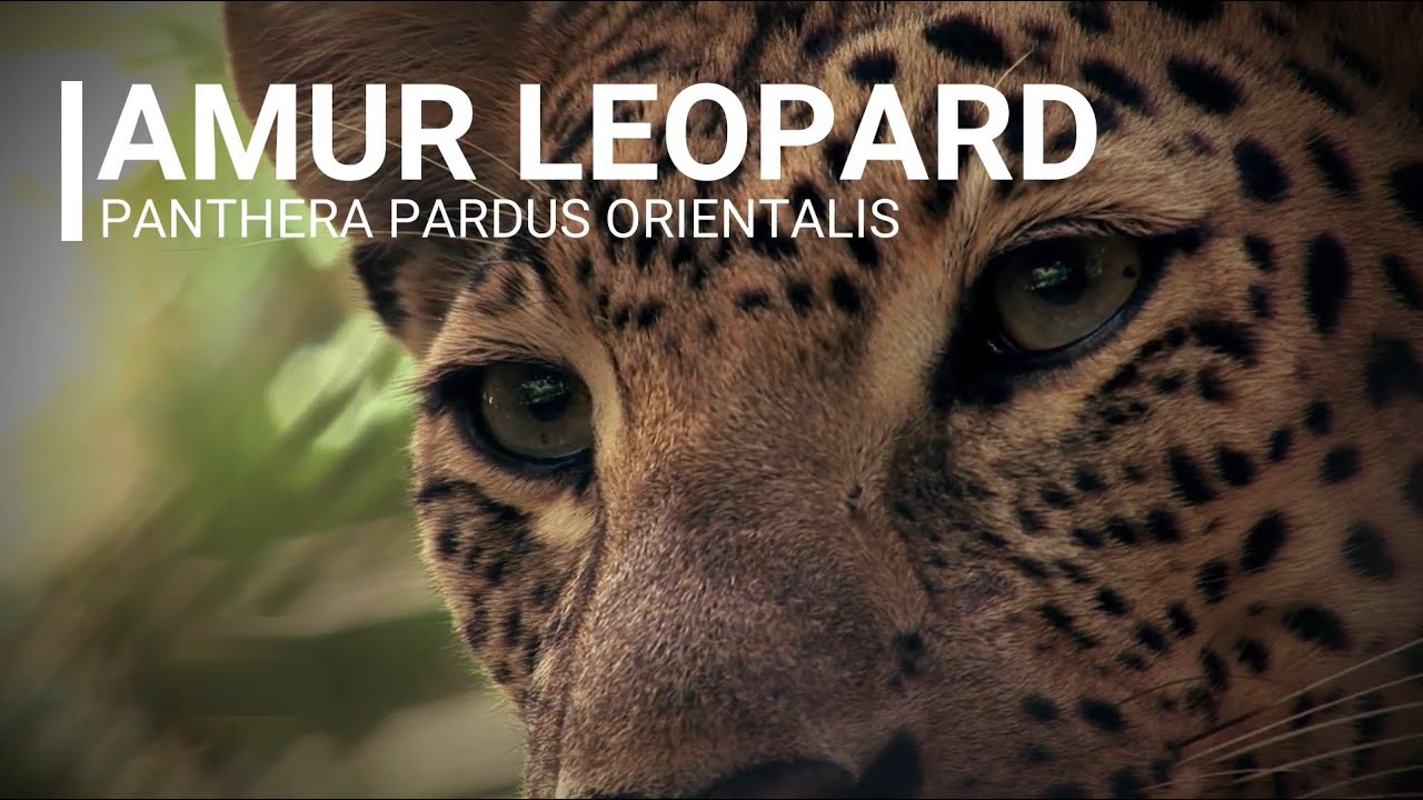 ENDANGERED SPECIES: AMUR LEOPARD