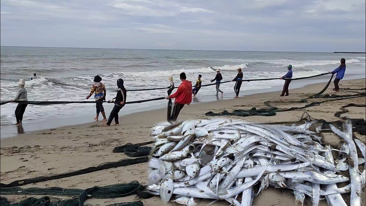 TARIK PUKAT TEPI PANTAI Hasilnya Luar Biasa Laut Aceh