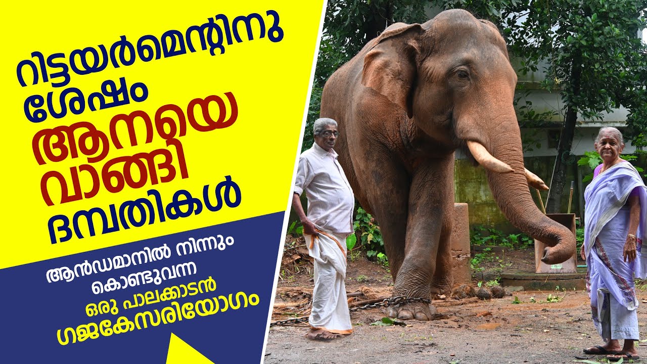 റിട്ടയര്‍മെന്റിനു ശേഷം ആനയെവാങ്ങി ദമ്പതികള്‍ | Kerala elephant story