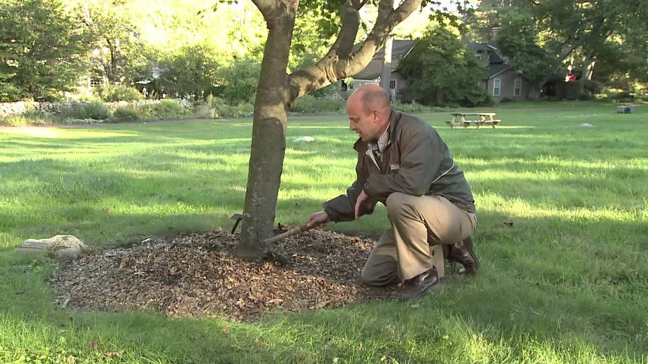 Root Collar Excavation