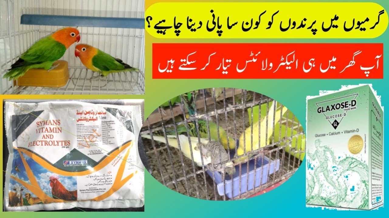 best electrolyte for birds | best electrolytes for love birds
