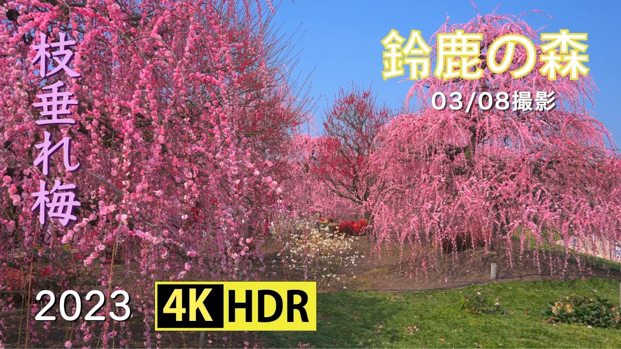 2023 鈴鹿の森庭園の枝垂れ梅(4K-HDR) Weeping Ume Blossoms At Suzuka Forest Garden(UHD-HDR)