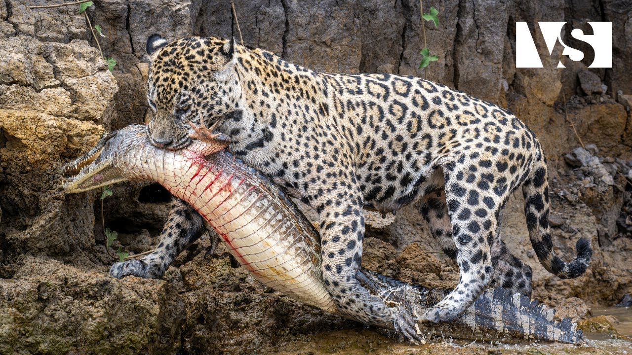 DZIKA PANTANAL | Ekstremalne Przetrwanie w Sercu Mokradeł - Dokumental o Zwierzętach