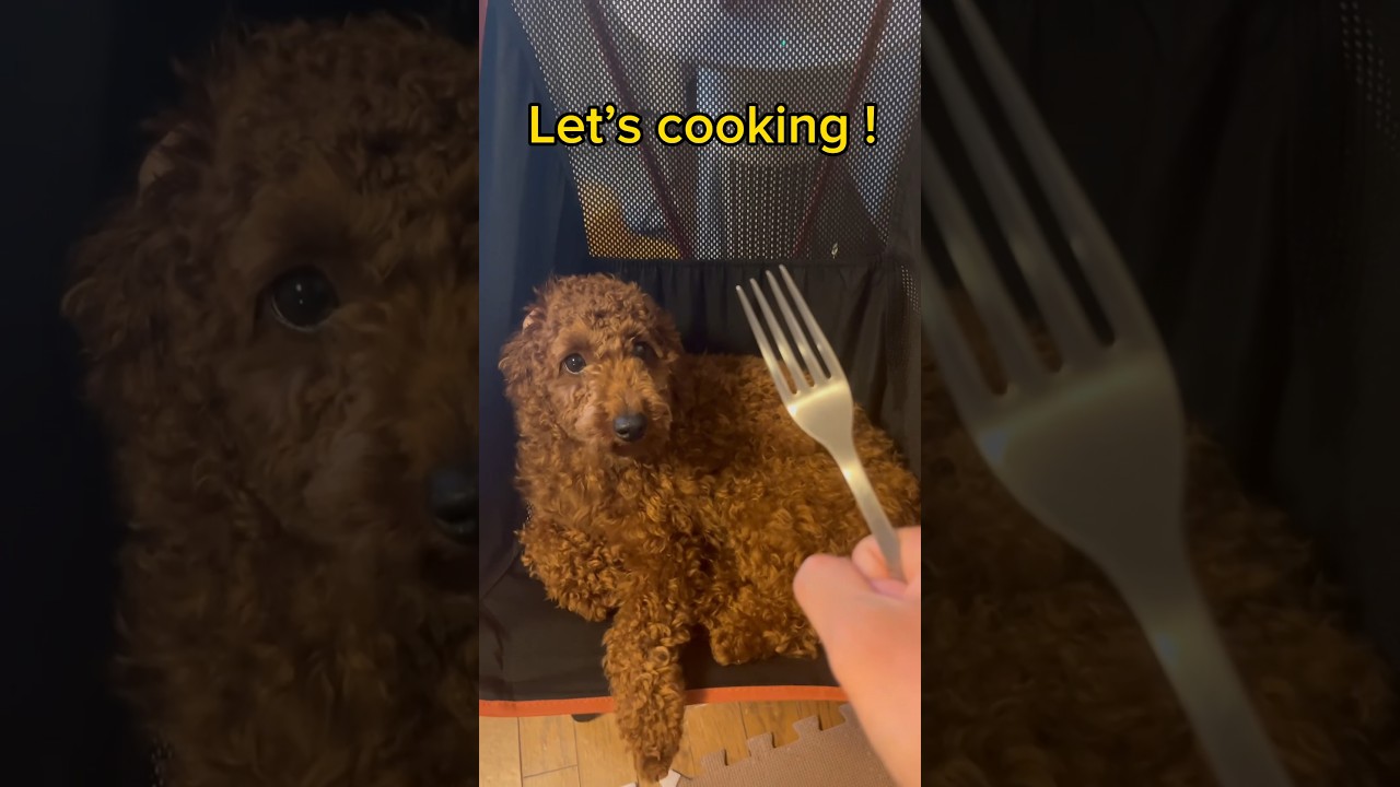 Dog Cooking 