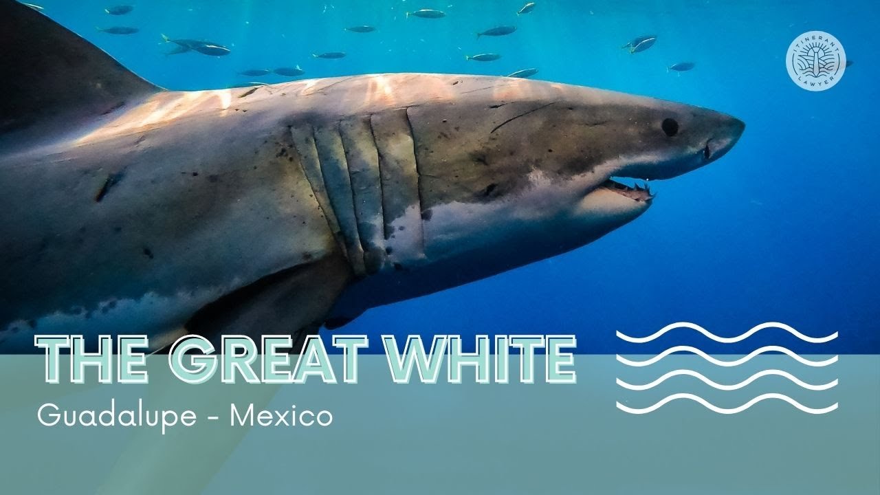 (HD) Gran Tiburón Blanco en la Isla de Guadalupe - México (buceo en jaula) (subtitles)