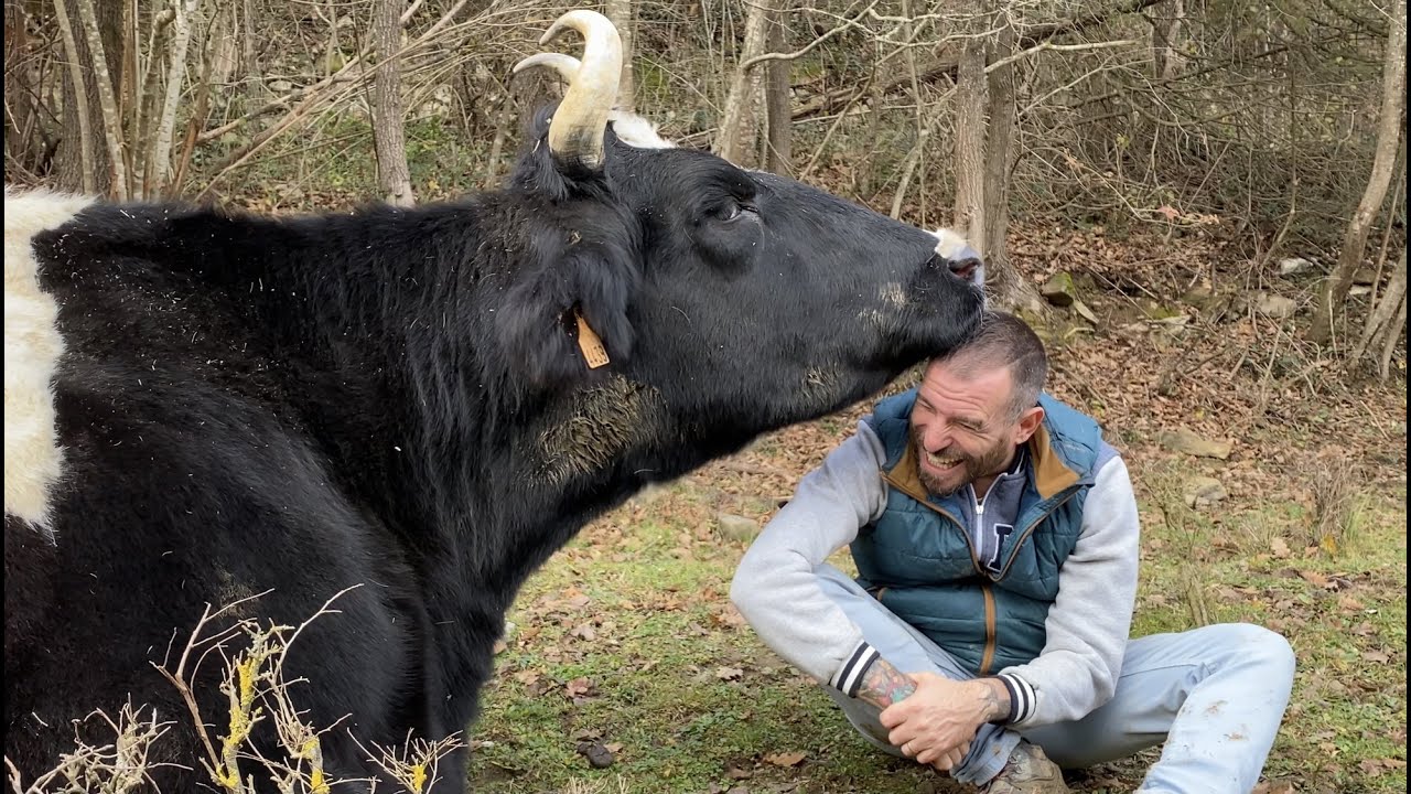 Vas a morir de amor al ver lo cariñosa que es la vaca Vilar
