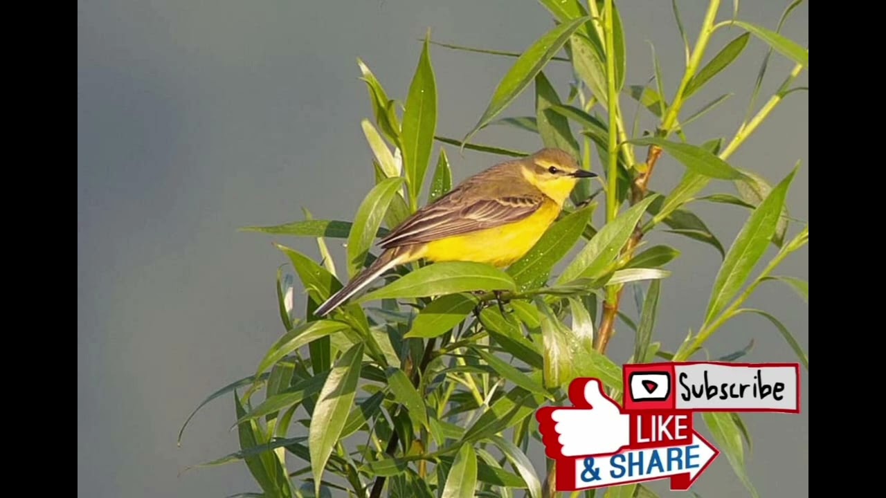 yellow wagtail sound  أقوى صوت للذعرة الصفراء