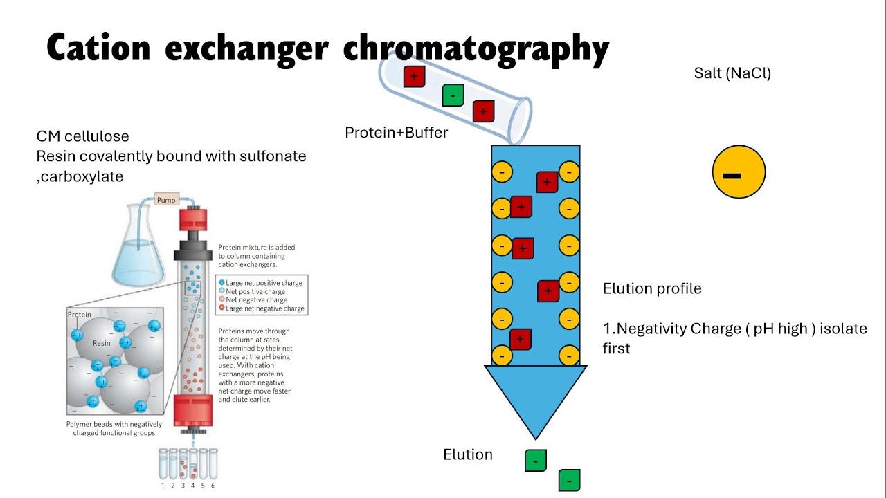 Ion exchanger chromatography | chromatography technique 