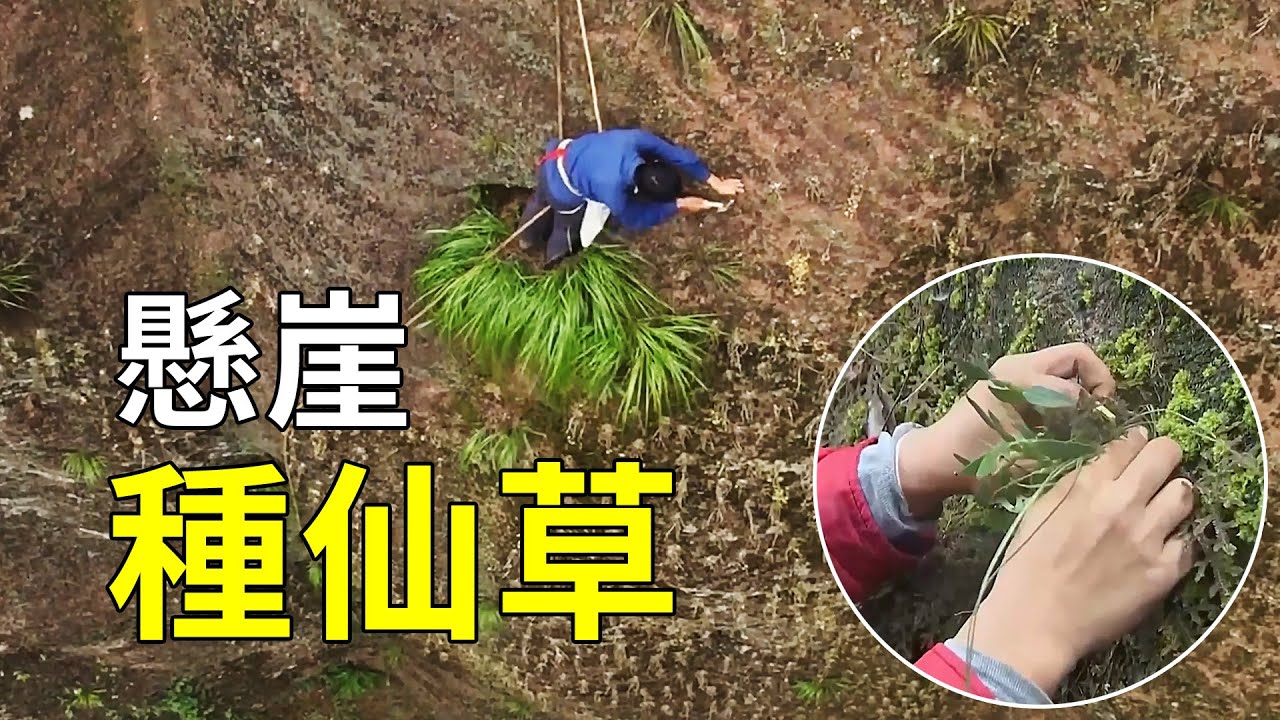 上萬一斤的石斛，究竟從哪裡來？