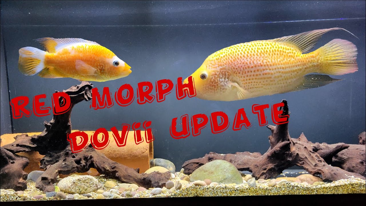 Обновление красной морфы Dovii. Цихлида красная волк.