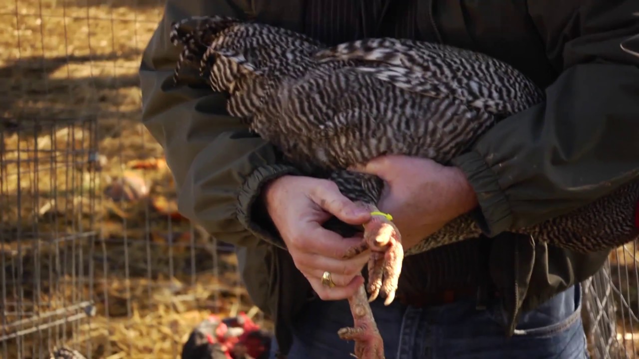 Sorting Chickens with Keith Bramwell