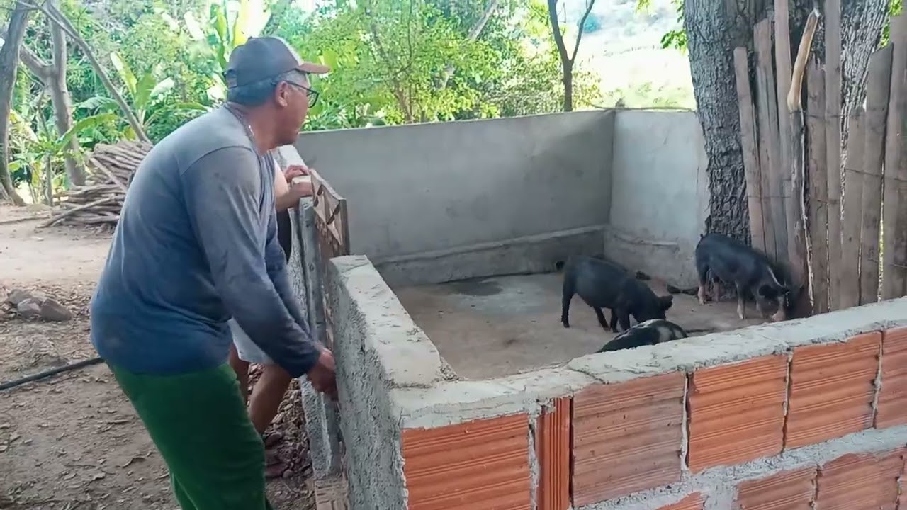 Criatório de porco do meu amigo Leno