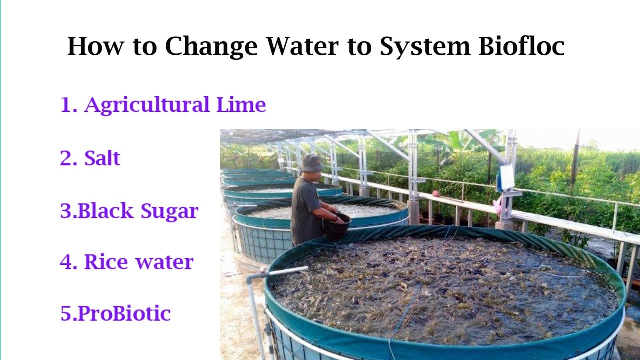 Water Preparation For System Biofloc fish farming