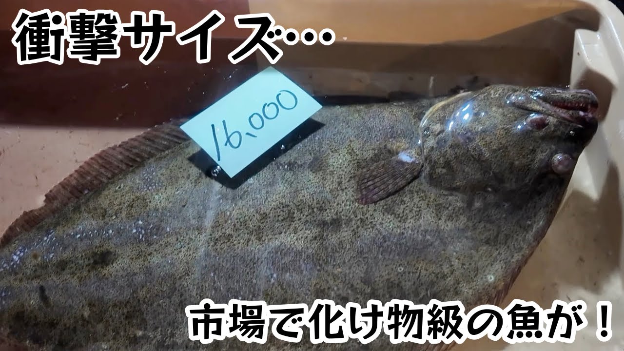 【衝撃】市場を歩いていたら衝撃サイズの魚を発見。三河一色さかな村2025年12月30日 #愛知県#一色さかな村#衝撃