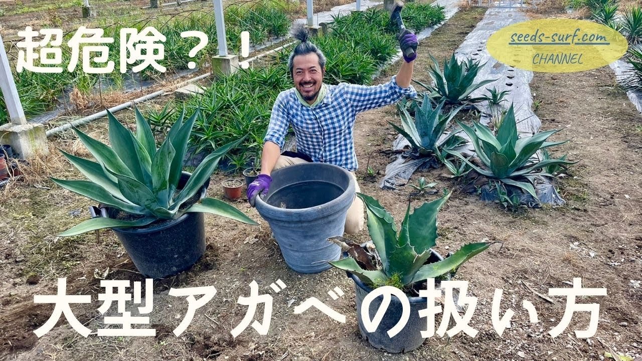 【職人技】大きいアガベの取扱い方を伝授いたします！