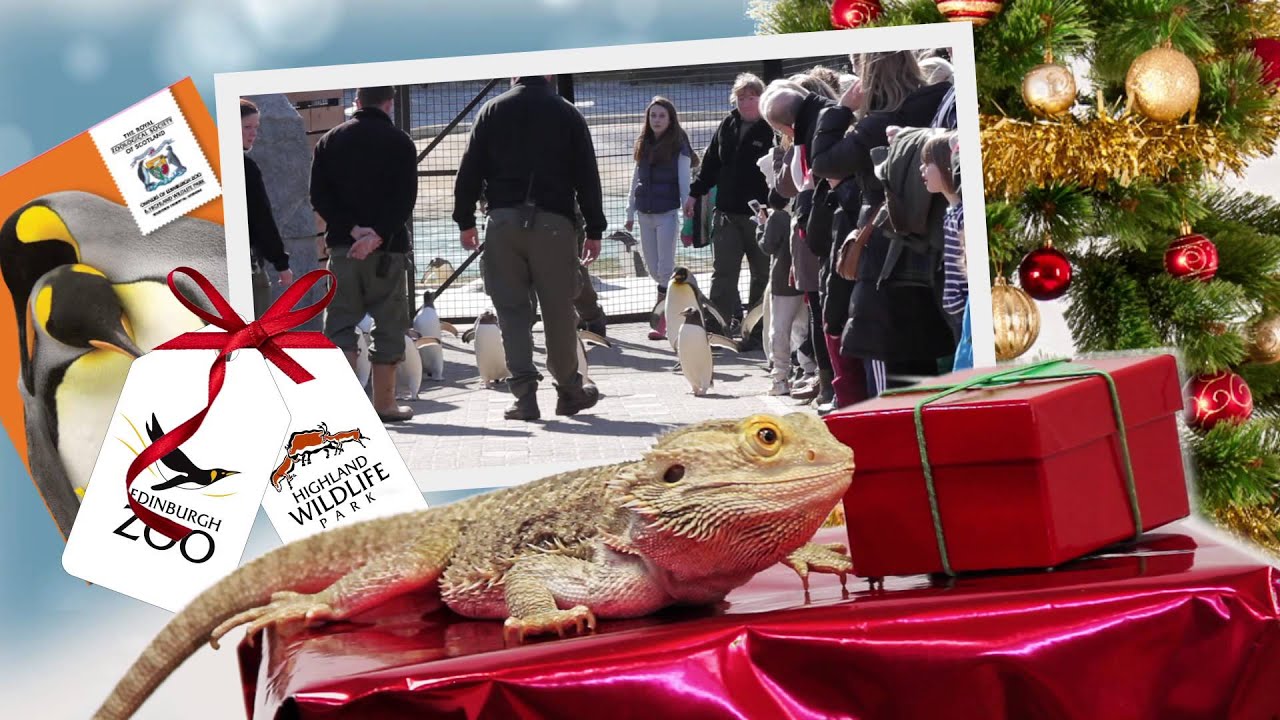 Give Something Wild this Christmas - Gift Ideas from Edinburgh Zoo!