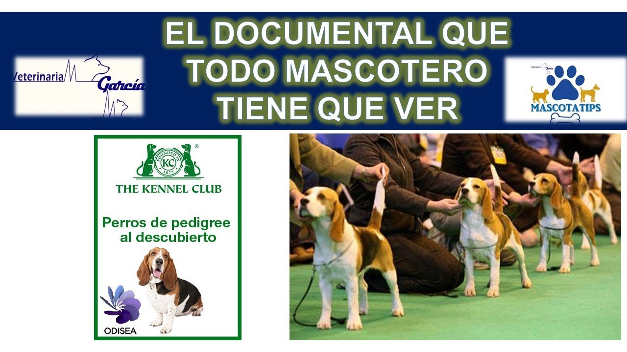 PERROS DE PEDIGREE AL DESCUBIERTO// TIENES QUE VERLA