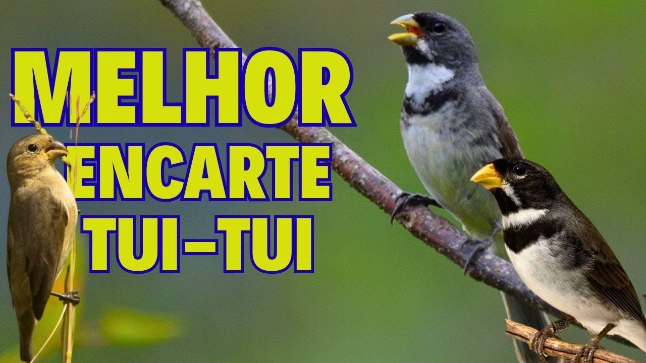 MELHOR CANTO DE COLEIRO TUÍ-TUÍ PARA ENCARTE DE COLEIRO TUI TUI COM PIADO DE FÊMEA ESQUENTAR TUI TUI