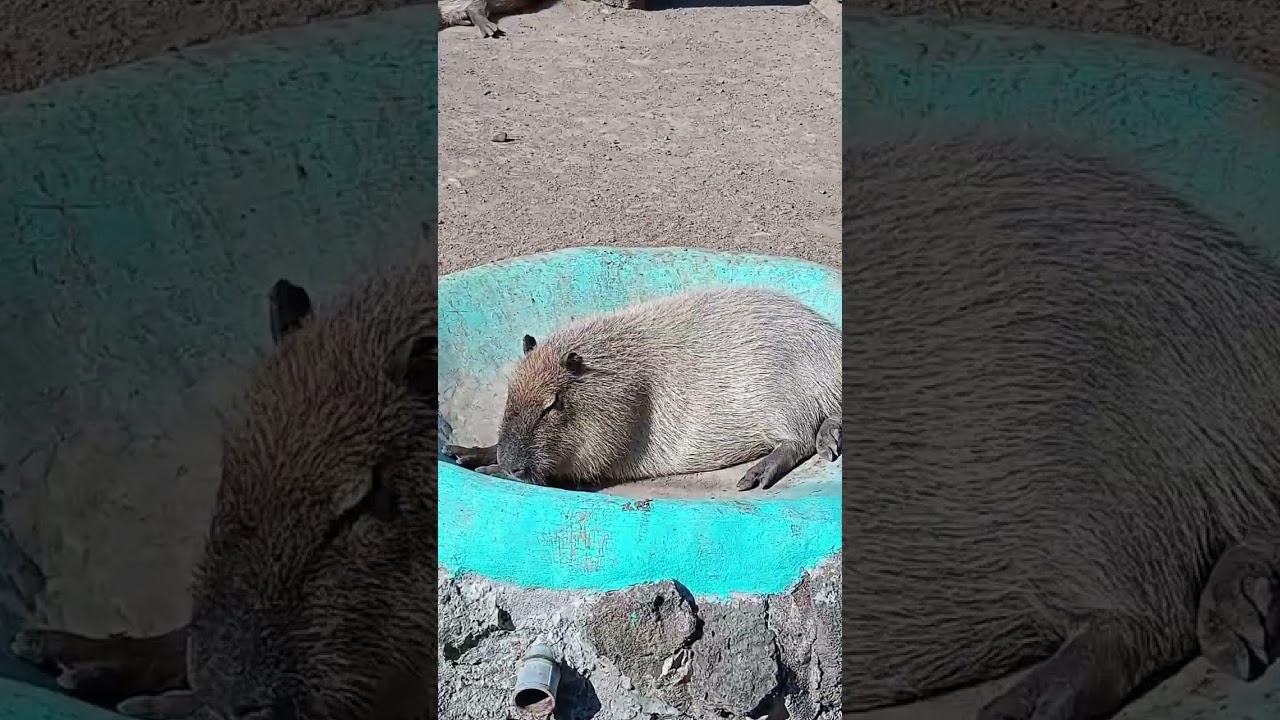 Visitando el zoo de Morelia