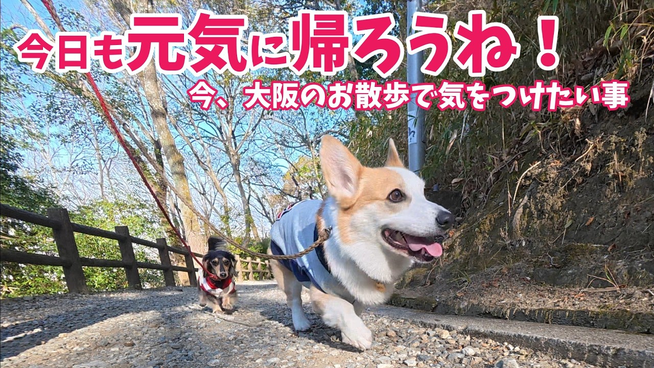犬の散歩で気をつけたい…大阪で広がる置き餌の話【コーギー・ダックス】