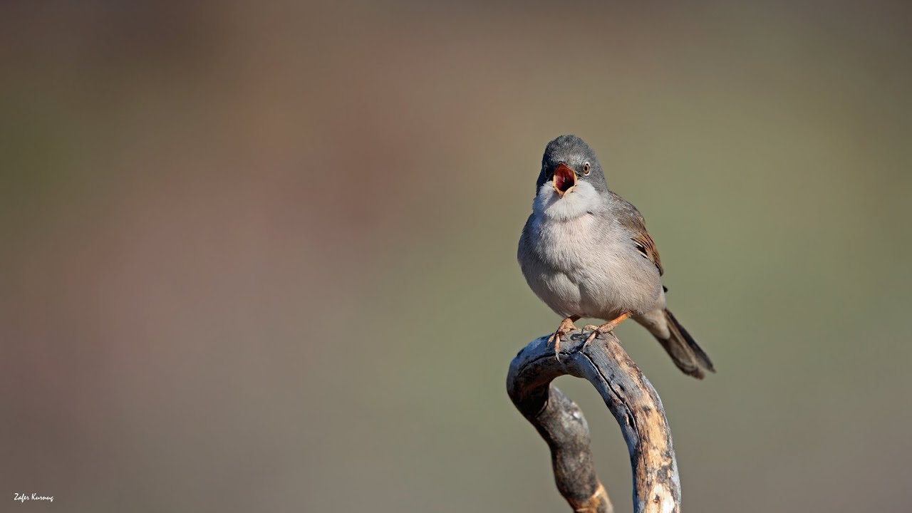 Akgerdanlı ötleğen [ Common Whitethroat » Sylvia communis ]
