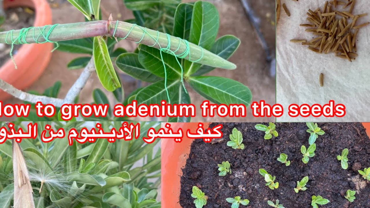 كيف ينمو الأدينيوم من البذور | How to grow adenium from seeds