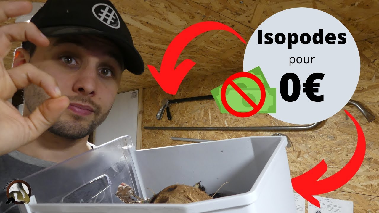 Débuter l'élevage d'isopodes pour 0€ !!!!!