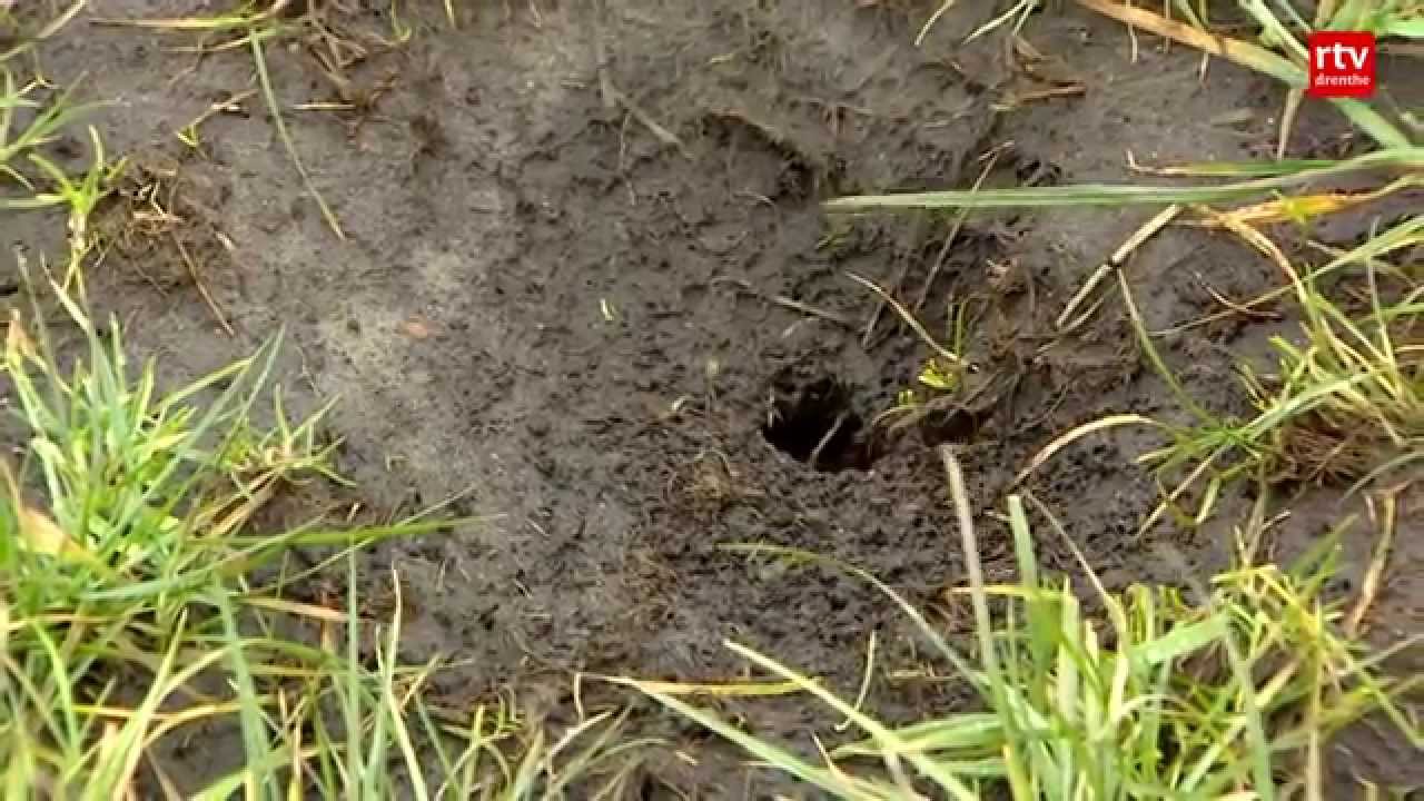 Drentse boer wil muizen verjagen met koeienmest