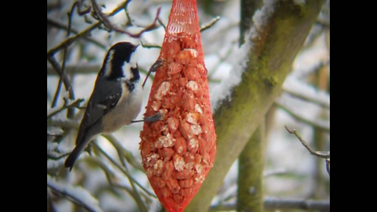 Vogels op en rond de voedertafel