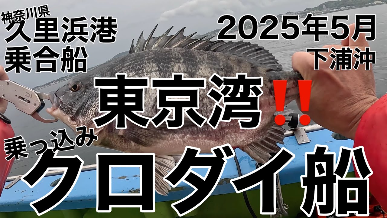 久里浜港出港のクロダイ船‼️ 乗合船‼️ 東京湾クロダイ‼️