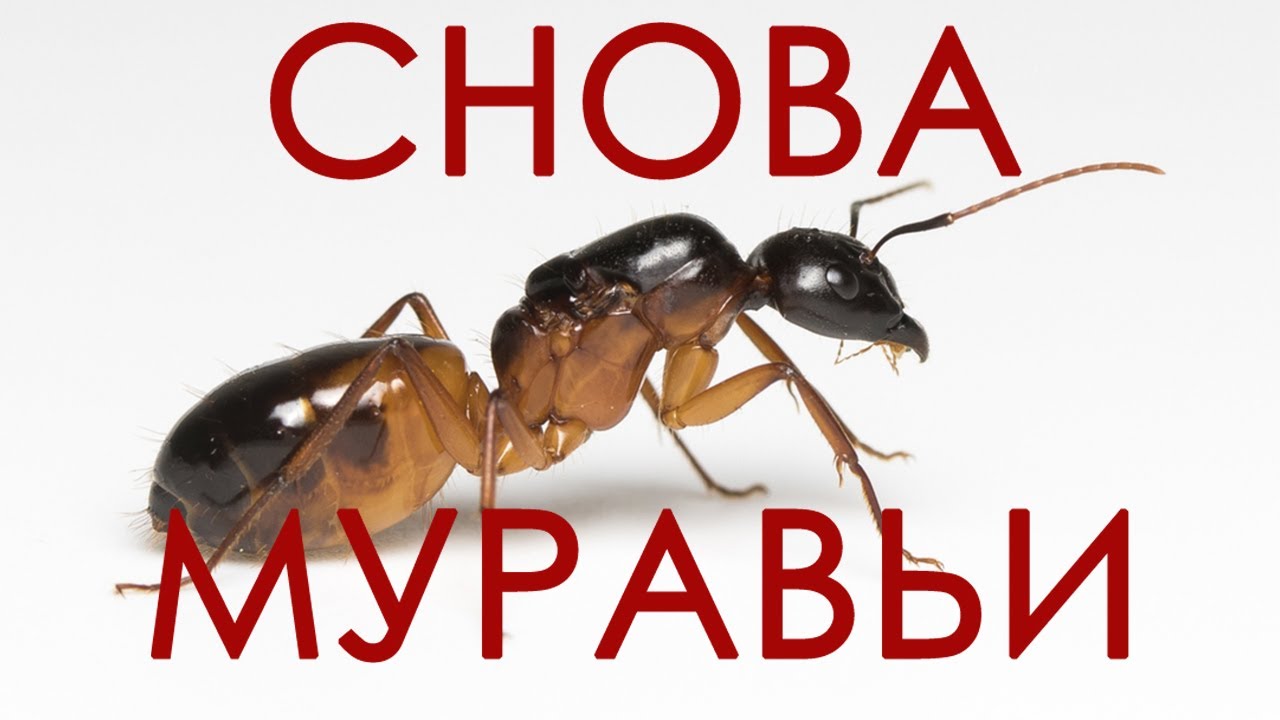 У МЕНЯ СНОВА МУРАВЬИ | CAMPONOTUS SANCTUS